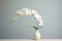 Orchid with clean background flower plant inflorescence. 