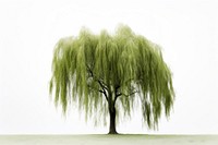 Willow tree plant tranquility outdoors. AI generated Image by rawpixel.