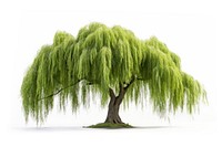 Willow tree plant white background tranquility. AI generated Image by rawpixel.
