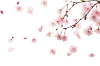 Few sakura falling backgrounds outdoors blossom