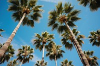 Palmtree heaven city outdoors nature plant. AI generated Image by rawpixel.