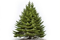 Tree spruce plant pine. AI generated Image by rawpixel.