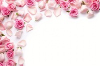 Pinkrose border website for use backgrounds flower petal. 