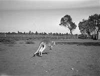 Kangaroo hopping.