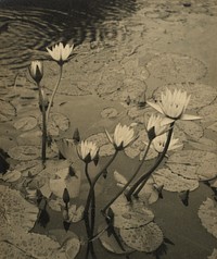 Water lilies (circa 1936) by Roland Searle.