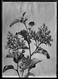 Olearia paniculata (circa 1910) by Fred Brockett.