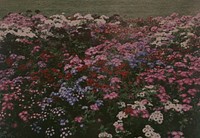 Phlox Drummondii Grandiflora (1915) by Robert Walrond.