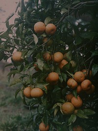 Oranges at Takapuna (1914) by Robert Walrond.
