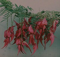 Red kowhai (1915) by Robert Walrond.