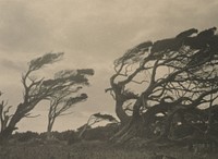 The prevailing wind on the Wilson Property, Invercargill (circa 1924) by Una Garlick.