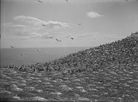 The Gannet Colony : The nests are circular mounds of earth and grass with a saucer shaped hollow in the top 22.2.13 (22 February 1913) by Leslie Adkin.