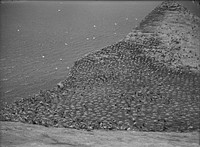 The Gannet Colony at Cape Kidnappers, Hawkes Bay : General view showing birds and nests 22.2.13 (22  February 1913) by Leslie Adkin.