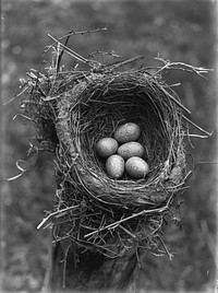 Nest and eggs of blackbird (Terdus merula) (21 Nov 1926) by Leslie Adkin.