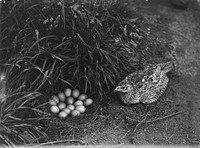 Pheasant and nest 4.1.25 (04 January 1925) by Leslie Adkin.