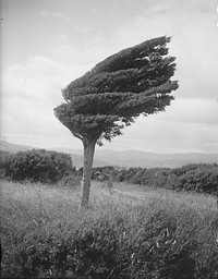 Small totara tree on ridge above Long Point, Porirua Harbour bent towards the south-east by the prevailing north-westerly wind (10 February 1920) by Leslie Adkin.