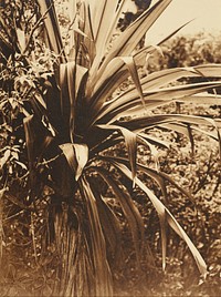 Cabbage tree (1915-1945) by J W Chapman Taylor.