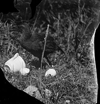 Weka, Marlborough Sounds (Gallirallus australis) (1908) by Fred Brockett.