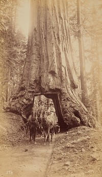 Wawona, Mariposa Grove, diameter 27 feet.  From the album: photographs of Yosemite Valley and big trees of Mariposa County, California (circa 1883) by George Fiske.