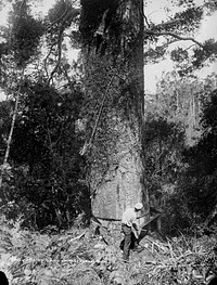 Falling Giant Kauri, Taupaki Bush (circa 1885) by Burton Brothers.