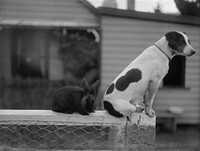 Best Friends (circa 1910) by Fred Brockett.