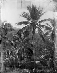 [Levuka, Fijian gathering Cocoa Nuts] (July 1884) by Burton Brothers and Alfred Burton.