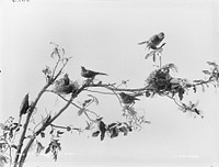 New Zealand Robin & Bellbirds (1889) by Burton Brothers.