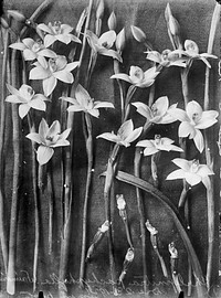 Thelymitra pachyphylla [now named Thelymitra pulchella] by Henry Matthews.