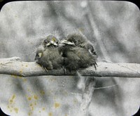 Young Bellbirds, Little Barrier (circa 1906) by Geoffrey Buddle.