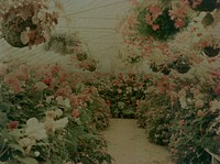 Flowers in a greenhouse (1900-1930) by J W Chapman Taylor.