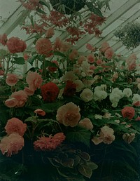 Roses in a greenhouse (1900-1930) by J W Chapman Taylor.