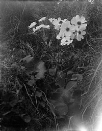 Ranunculus (circa 1900) by Fred Brockett.