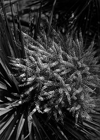 Cordyline australis (Ti-kouka) or Cabbage Tree (circa 1910) by Fred Brockett.