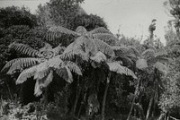 Mamaku tree fern, hard stem with hexagonal scars ... (23 March 1924) by Leslie Adkin.