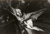 The flower of the kiekie (Maori : tawhara), with white edible bracts (01 December 1927) by Leslie Adkin.