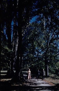 A tree-embowered pathway in Oamaru Botanical Gardens (24 March 1959-13 April1959) by Leslie Adkin.