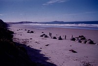 Moeraki Boulders  looking N. up coast to Lookout Bluff & Cape Wanbrow (24 March 1959-13 April 1959) by Leslie Adkin.