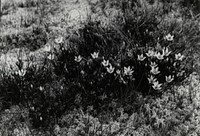 Gentian in flower and sphagnum moss in swampy hollow on summit Mt Waiopehu, 3588 feet, Tararua Range (07 February 1928) by Leslie Adkin.