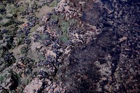 Rocky shoreline life at Evans Bay - mussels & seaweeds ... (09 October 1961) by Leslie Adkin.