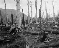 Timber Felling (circa 1922) by Dr Leonard Cockayne FRS.