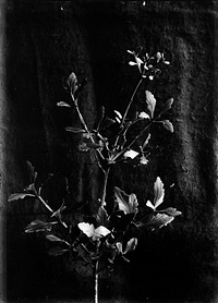 Phyllocladus alpinus (Mountain Toatoa) (circa 1910) by Fred Brockett.