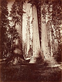Mother of the Forest, Calaveras Grove (1878-1881) by Carleton Watkins.