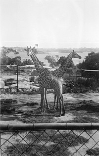 Giraffes in the Zoo (circa 1931) by Eric Lee Johnson.