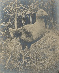 Notornis hochsetteri (Takahe) (1930s).