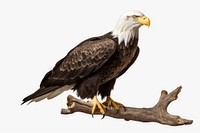 Bald eagle animal bird beak. AI generated Image by rawpixel.