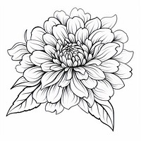 Flower drawing dahlia nature. 