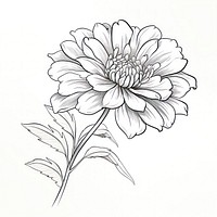 Flower drawing dahlia sketch. AI generated Image by rawpixel.