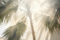 Palm tree lightshaded shadow nature sunlight outdoors. AI generated Image by rawpixel.