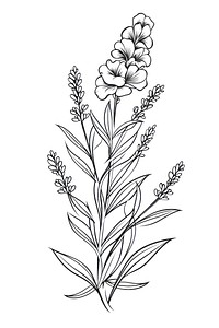 Lavender flower sketch pattern drawing. 