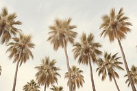 Palm trees backgrounds outdoors nature. 