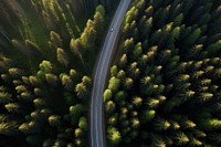 Pine forest road outdoors nature. AI generated Image by rawpixel.
